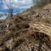 Dried buffelgrass, an invasive species that leads to faster growing wildfires, is seen on the side of a hill near a trail in Tucson, Arizona