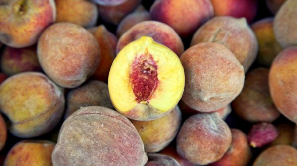 New, more resistant varieties of peaches are being grown on the campus of the University of Georgia, in Griffin