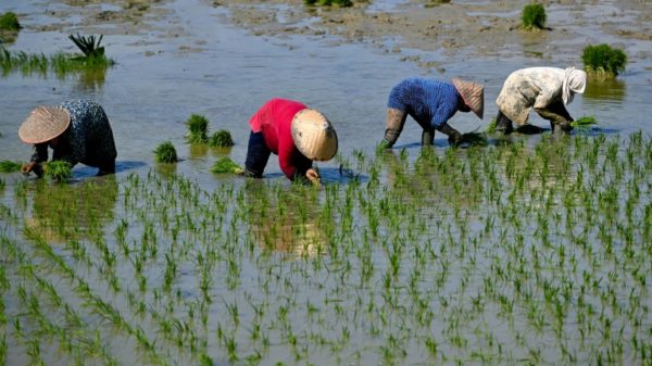 Indonesia recorded a large increase in rice imports in the first eight months this year compared to the same period last year