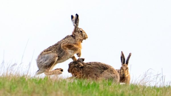 With an annual seven litters of an average five offspring for each, and sexual maturuity from just 3-4 months, rabbit numbers spread quickly