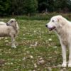 A young Maremma sheep dog stands by a sheep as it is trained to protect livestock from the threat of Sea Eagles