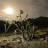 Desert sky: Joshua trees have been scorched in the out-of-control York Fire that is tearing through the Mojave Desert in the southwestern United States