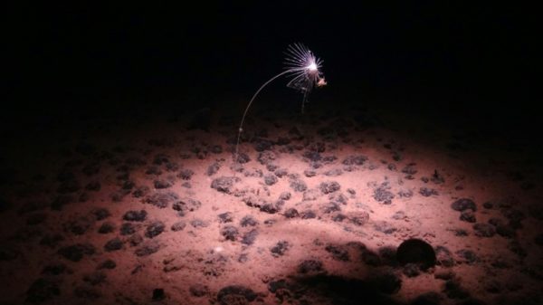 A handout image made available by the National Oceanography Centre on July 24, 2023, shows a carnivorous sponge, Axoniderma mexicana, photographed during a recent expedition to the NE Pacific abyss and found in the Clarion-Clipperton Zone