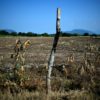 A Mexican lime plantation lies abandoned by its owners due to extortion by criminal gangs in Michoacan state