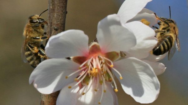 Pollinators are crucial for food production, like these bees on almond blossom. But they are also threatened by things like pesticides